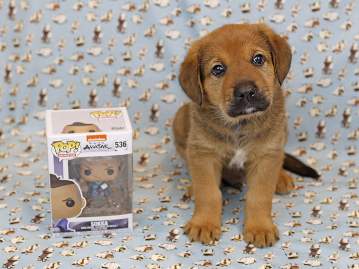 chinook puppy
